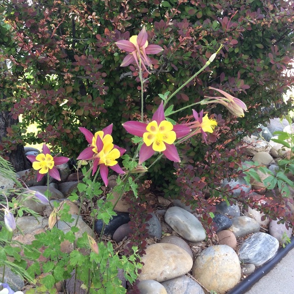 Meet your Posher, Sharon - Picture 6 of 6